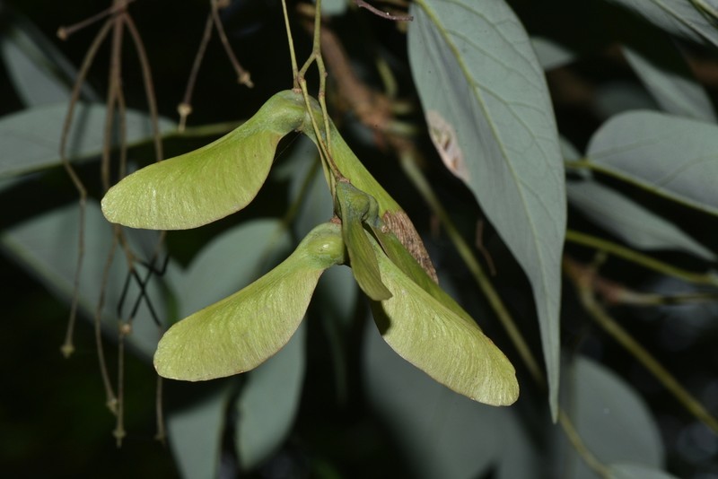 Acer oblongum photo 7