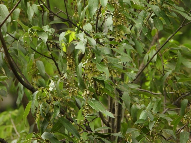 Acer oblongum photo 8