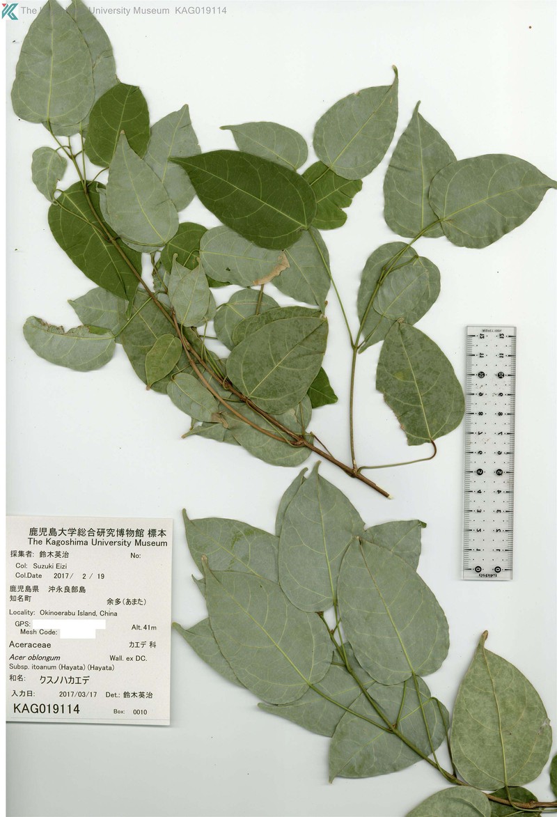 Acer oblongum var. itoanum