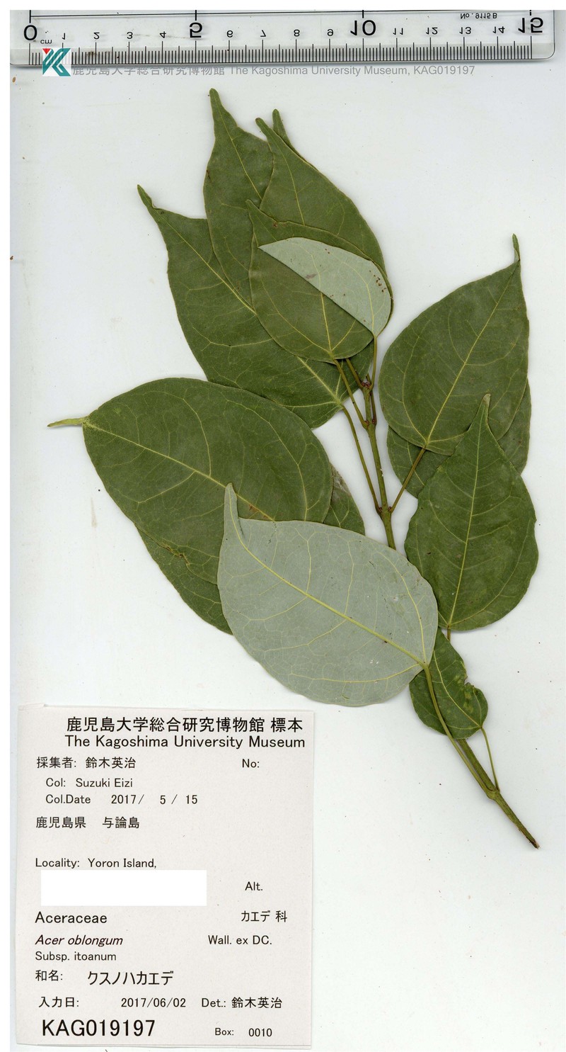 Acer oblongum var. itoanum photo 2