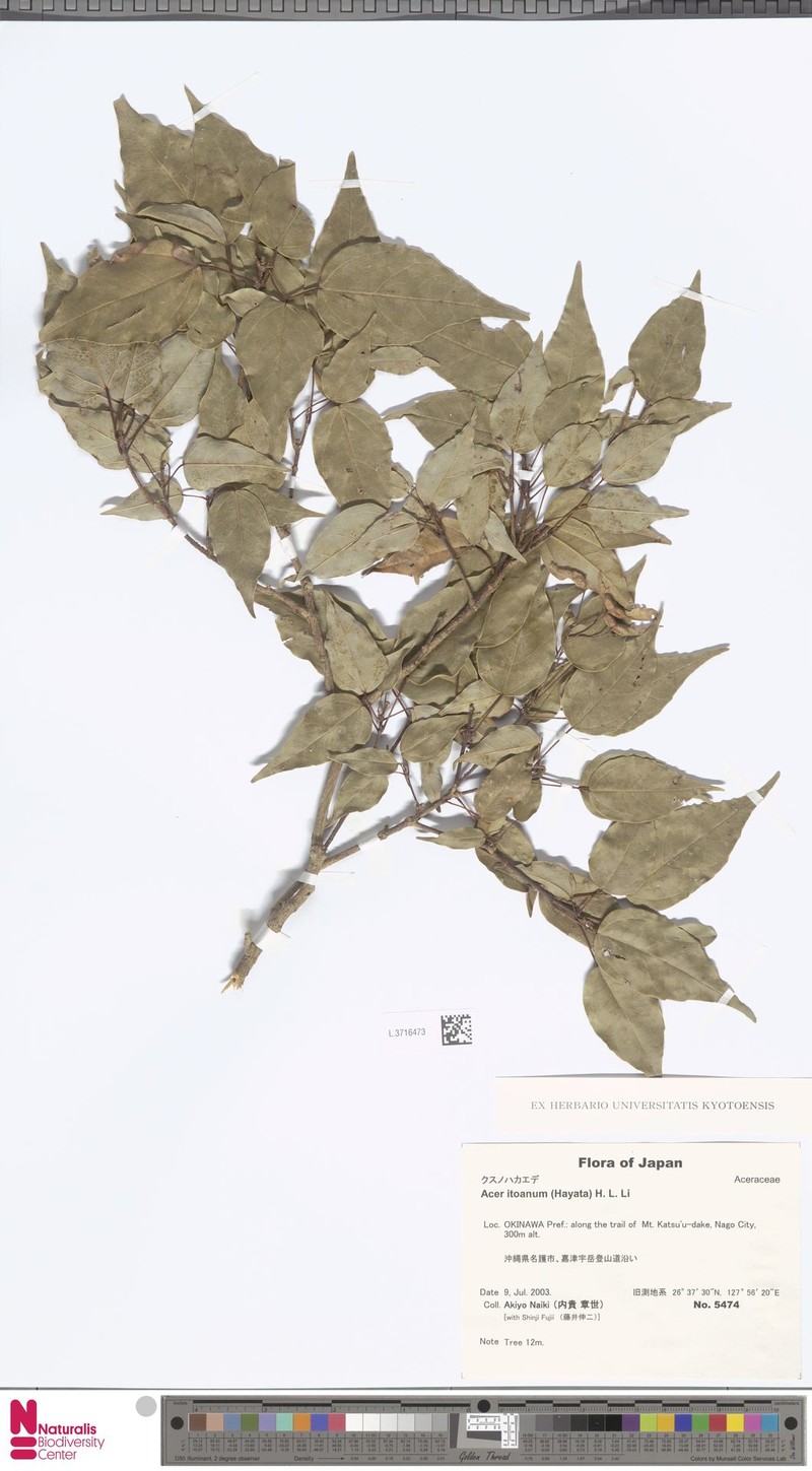 Acer oblongum var. itoanum photo 3