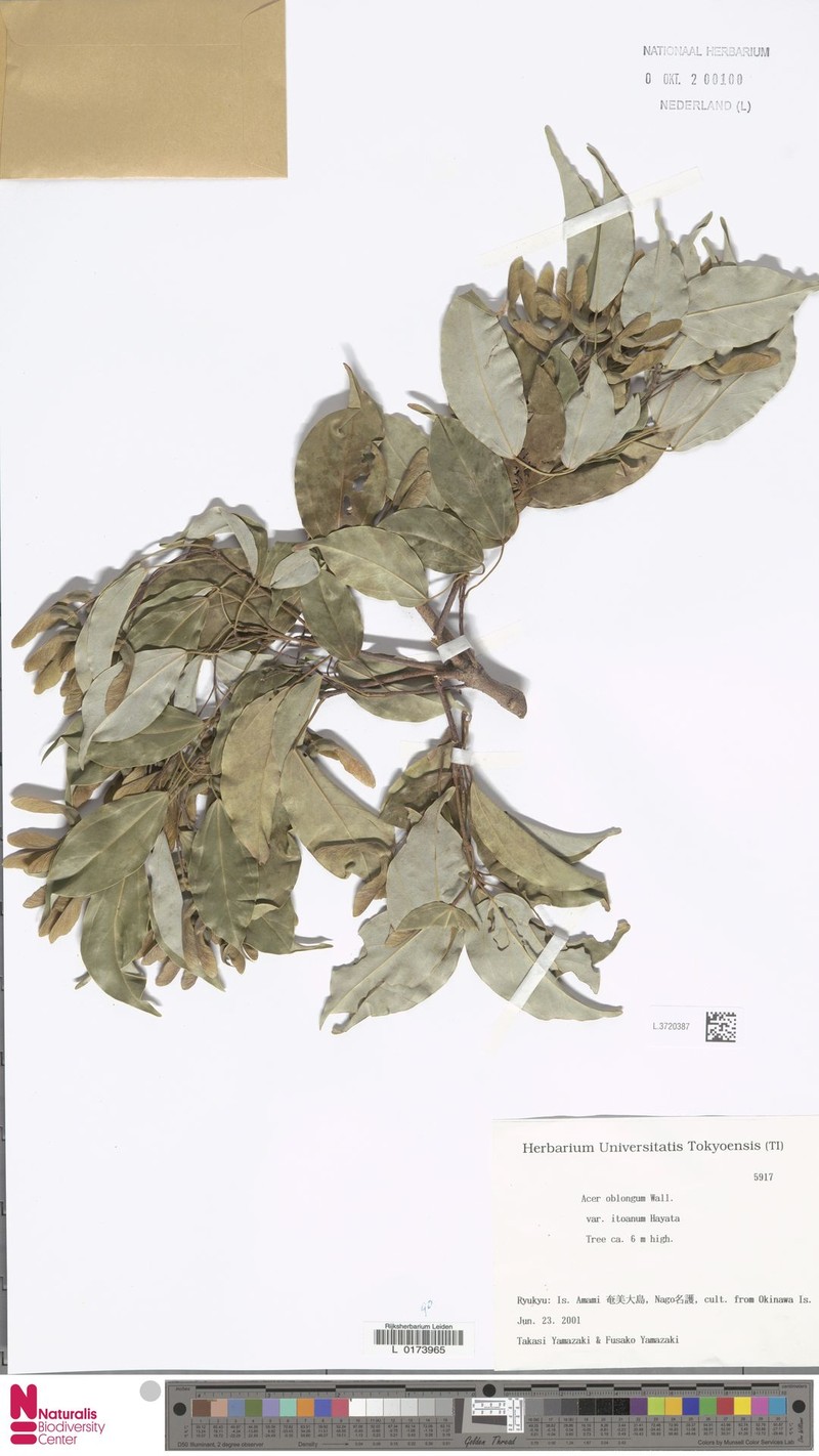 Acer oblongum var. itoanum photo 4