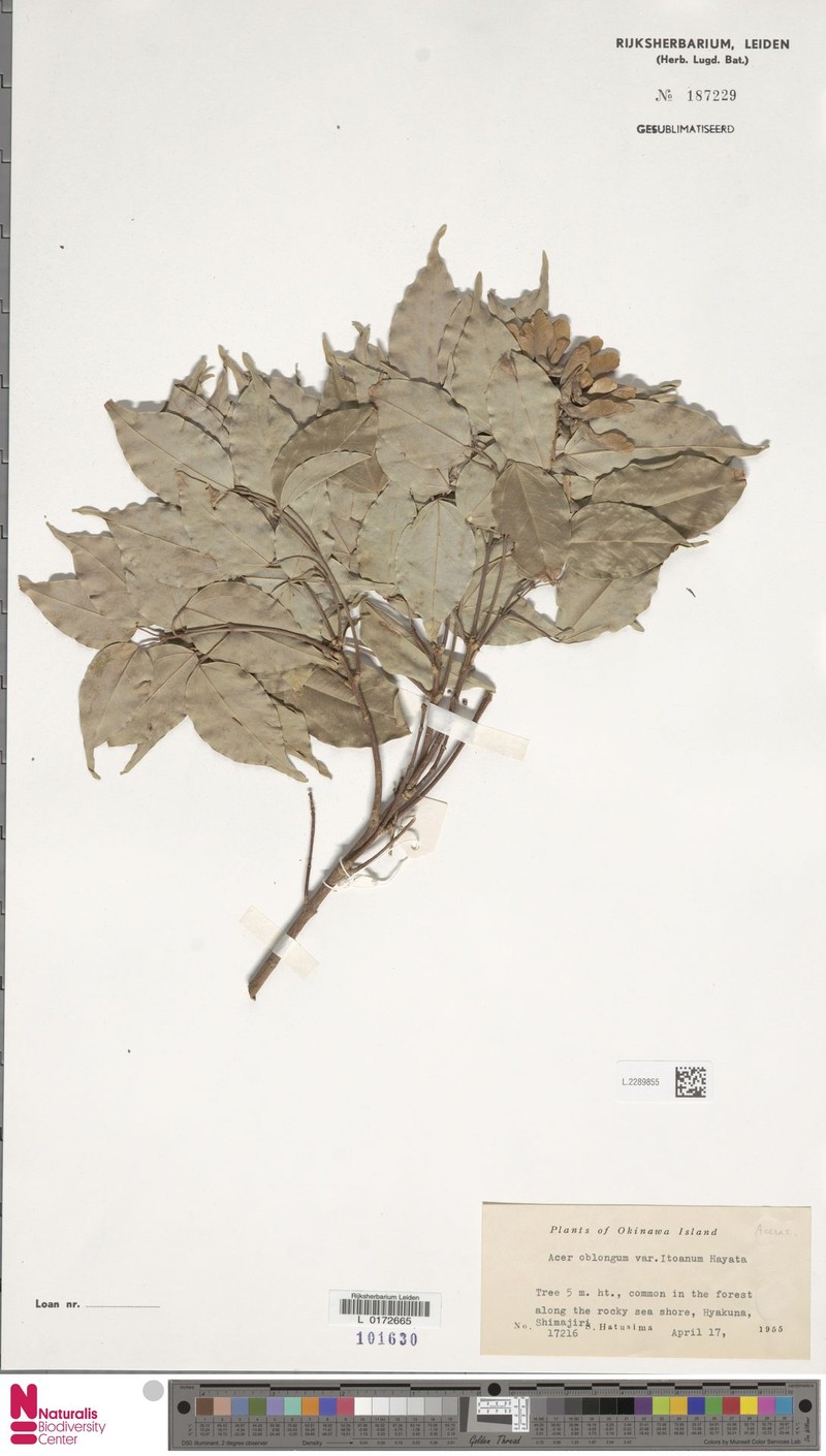 Acer oblongum var. itoanum photo 5