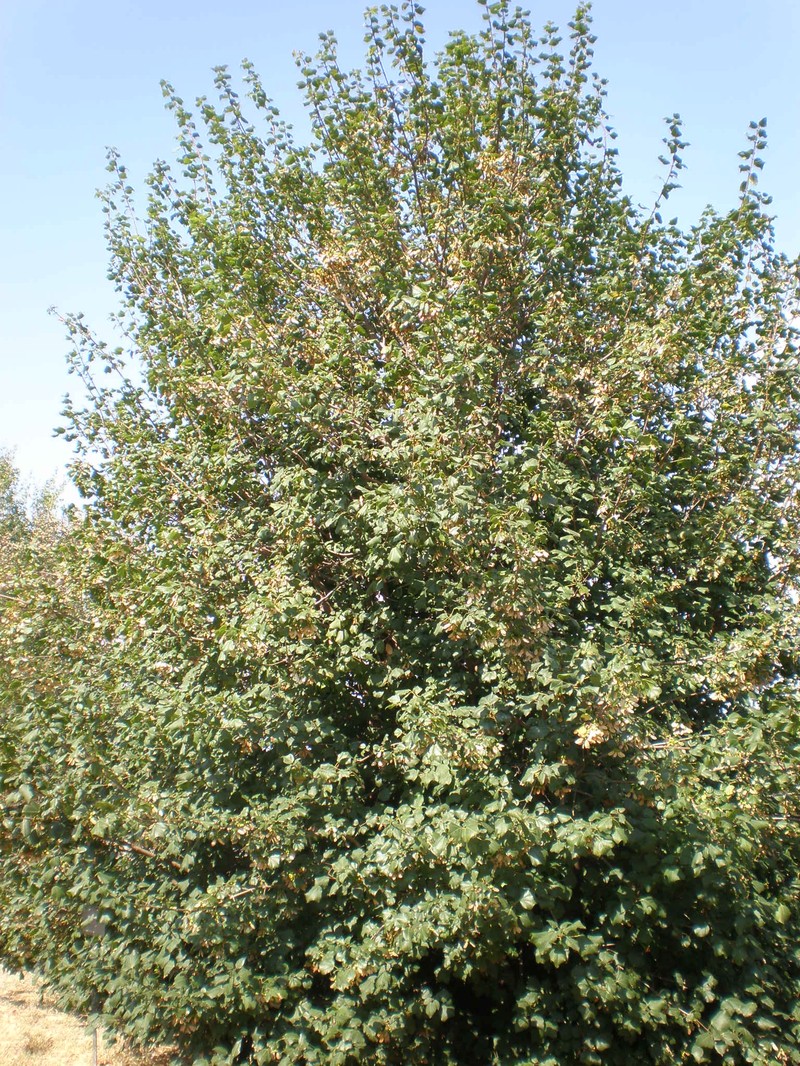 Acer obtusifolium
