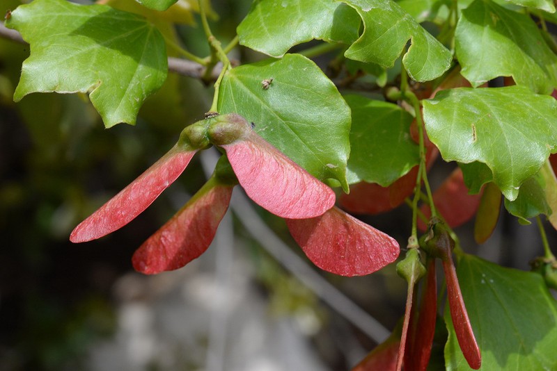 Acer obtusifolium photo 2