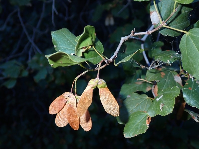 Acer obtusifolium photo 3