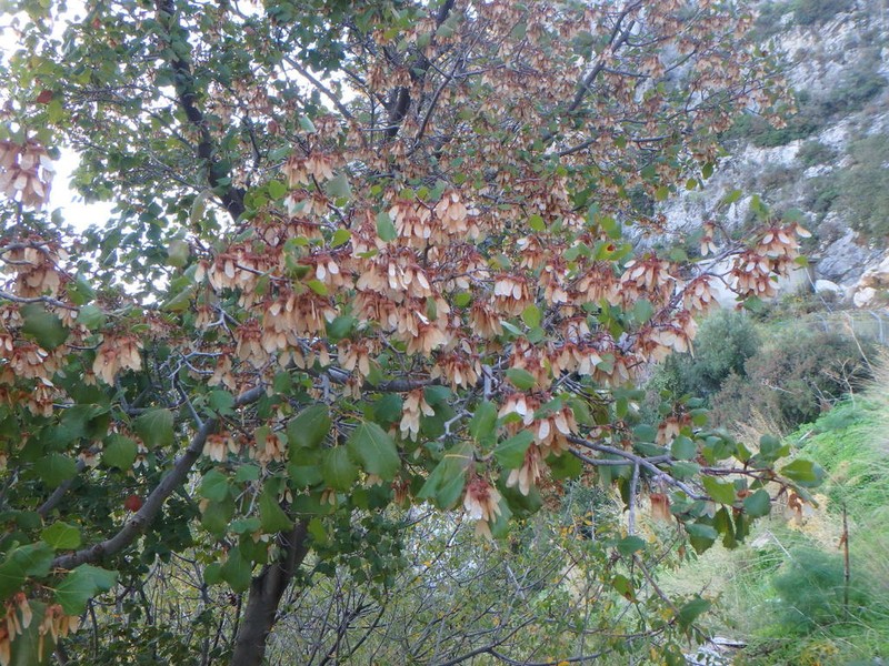 Acer obtusifolium photo 4