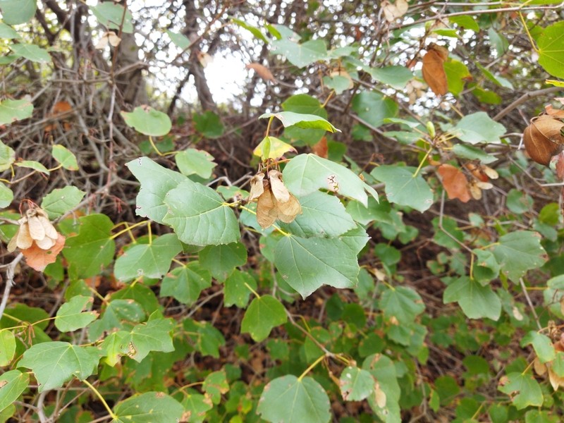 Acer obtusifolium photo 5