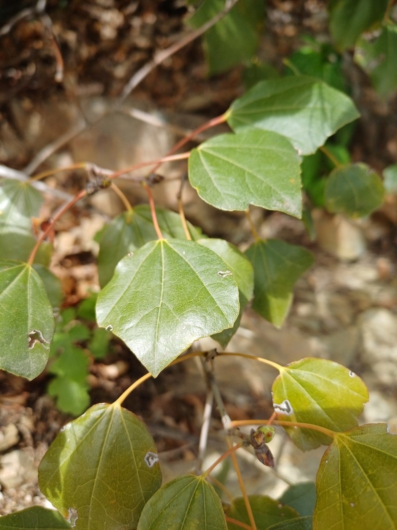 Acer obtusifolium photo 6