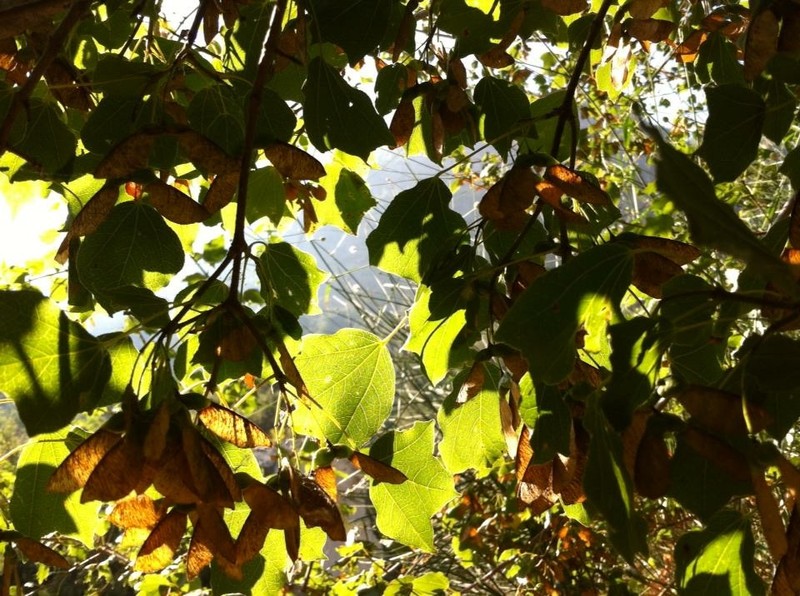 Acer obtusifolium photo 7