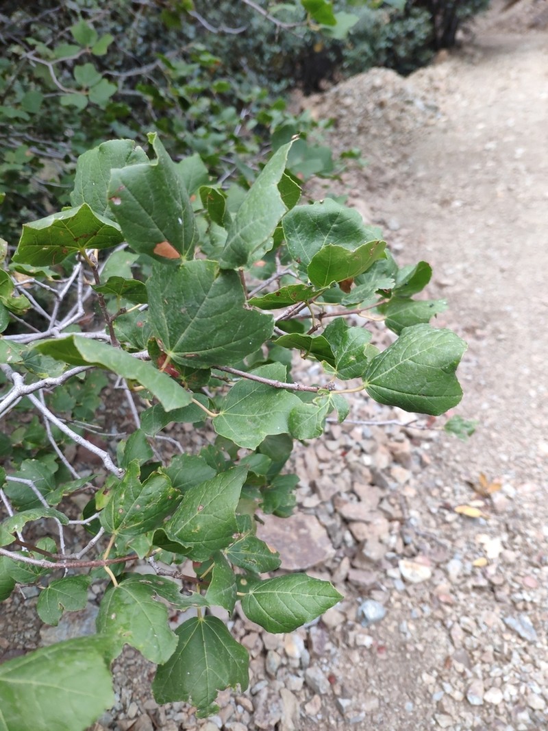 Acer obtusifolium photo 8