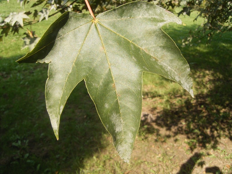 Acer okamotoanum