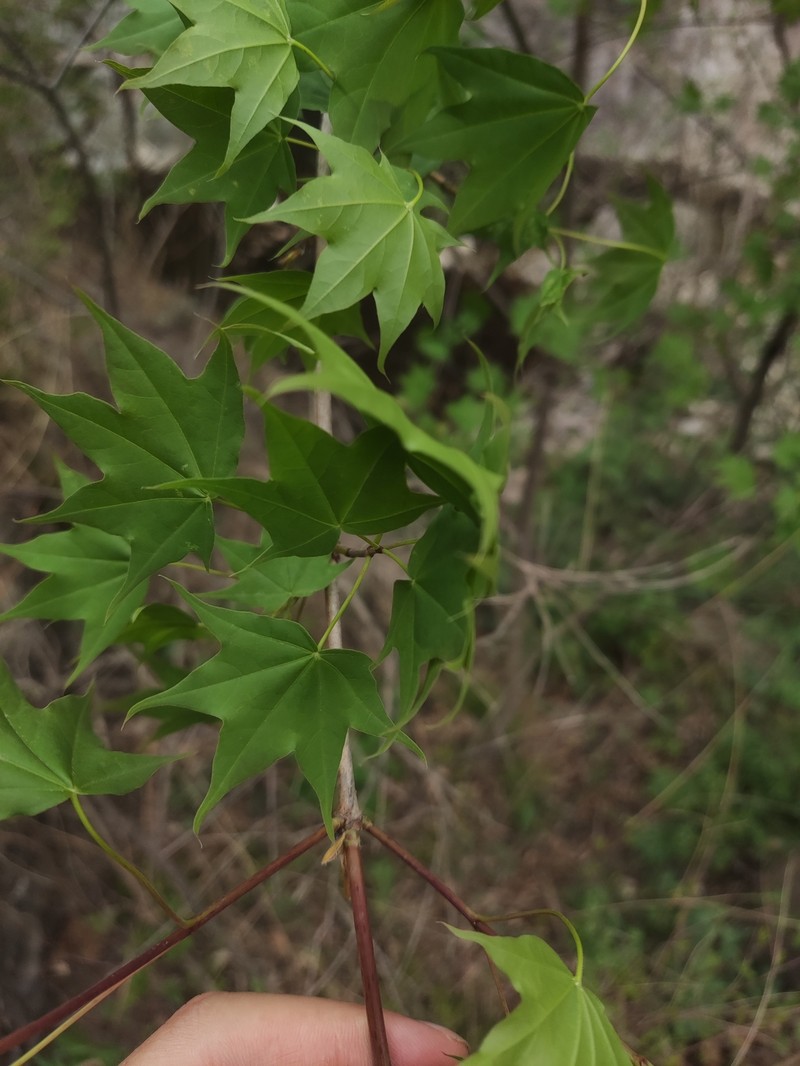 Acer okamotoanum photo 2