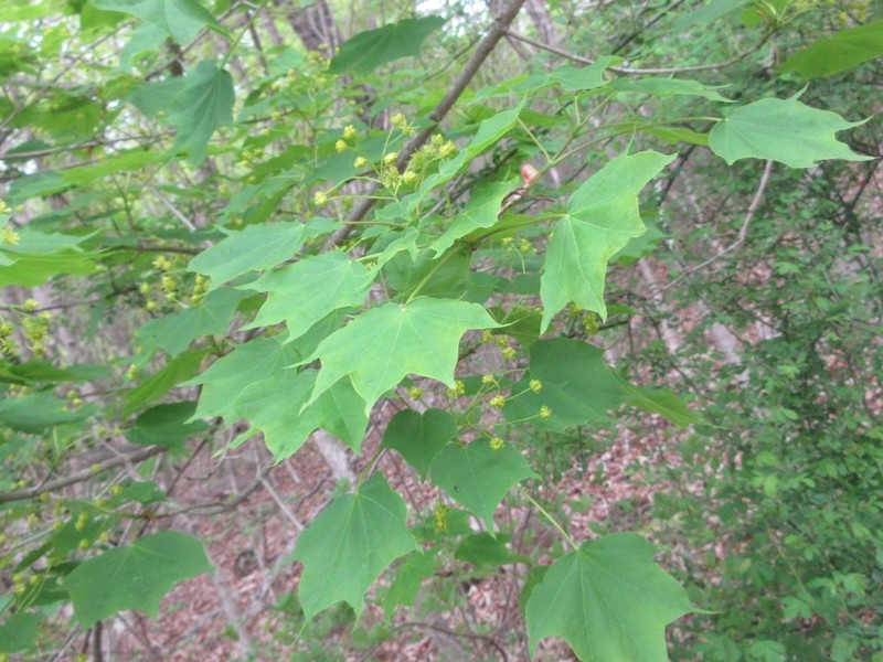 Acer okamotoanum photo 3