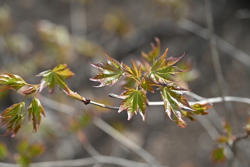 Acer okamotoanum photo 4