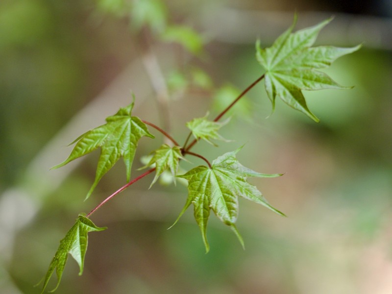 Acer okamotoanum photo 5