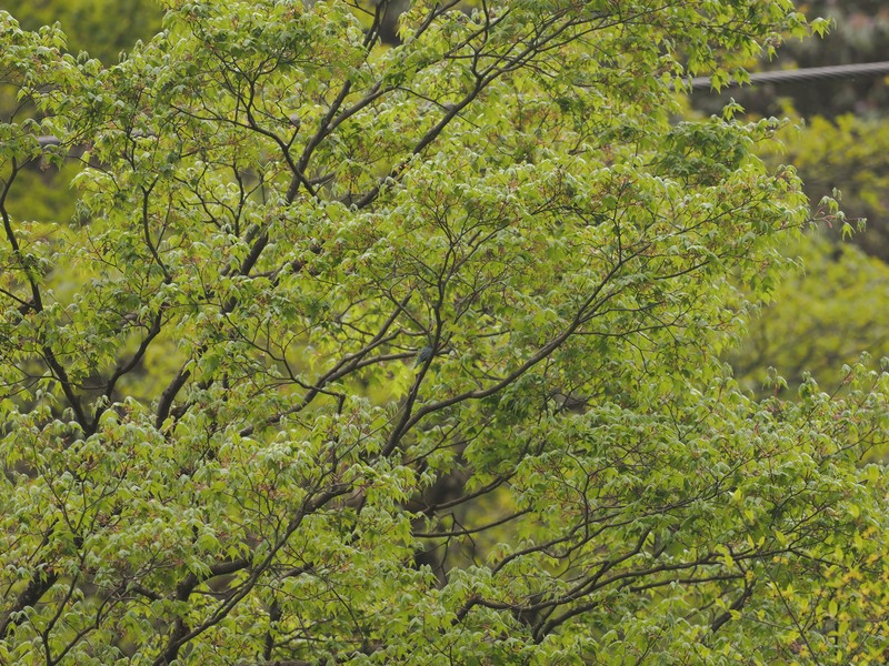 Acer okamotoanum photo 6