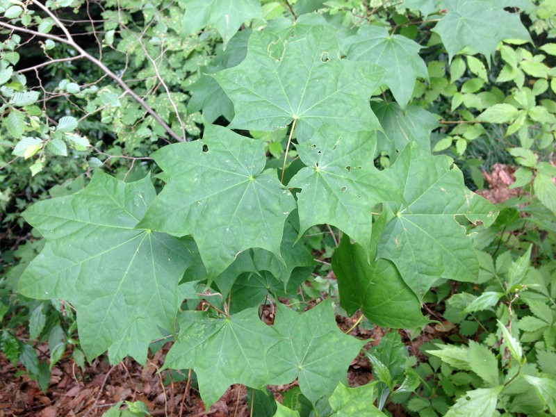 Acer okamotoanum photo 7