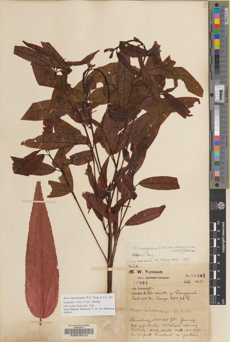 Acer oligocarpum photo 2