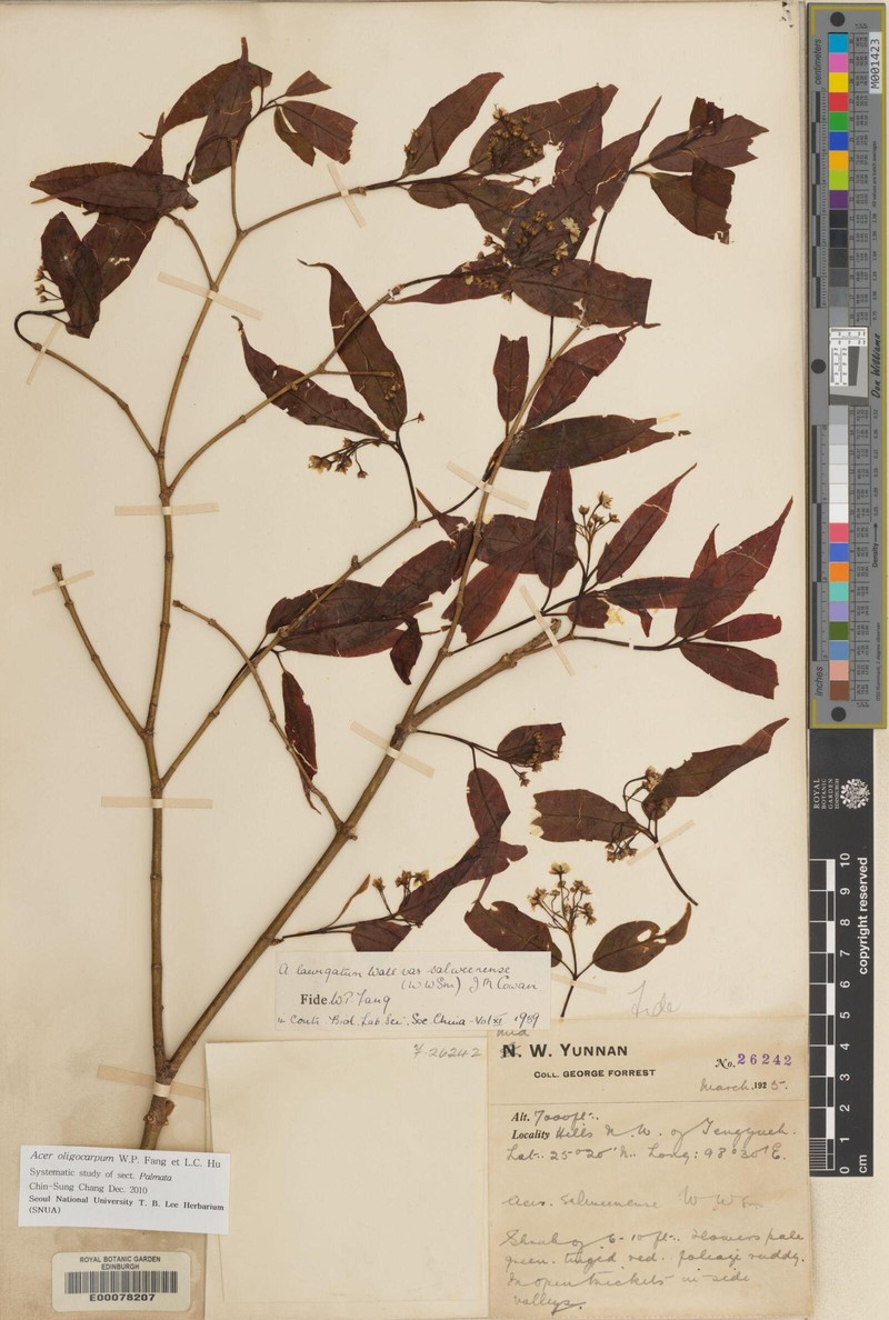 Acer oligocarpum photo 3