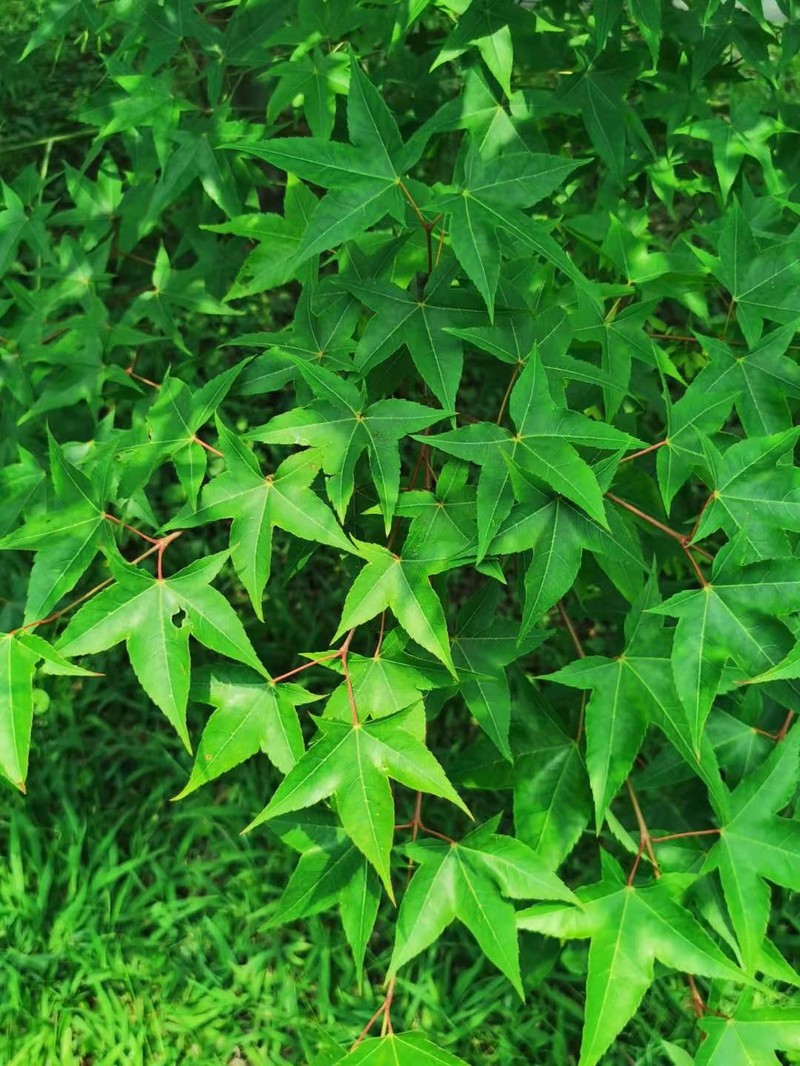 Acer oliverianum photo 3