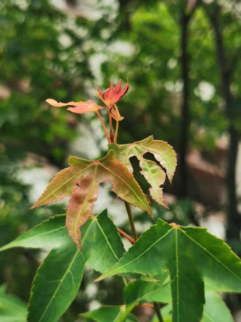 Acer oliverianum photo 5