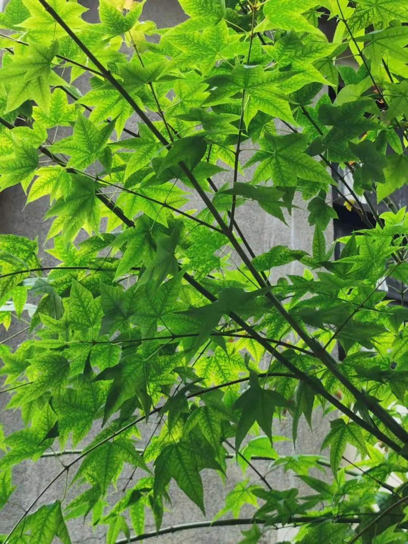 Acer oliverianum photo 7
