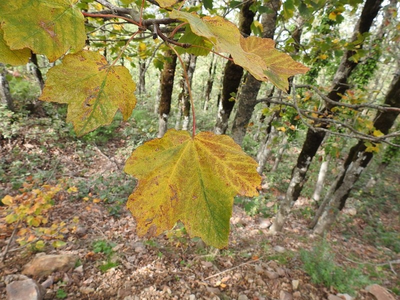 Acer opalus photo 2