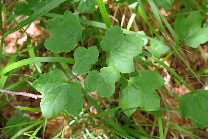 Acer opalus photo 3