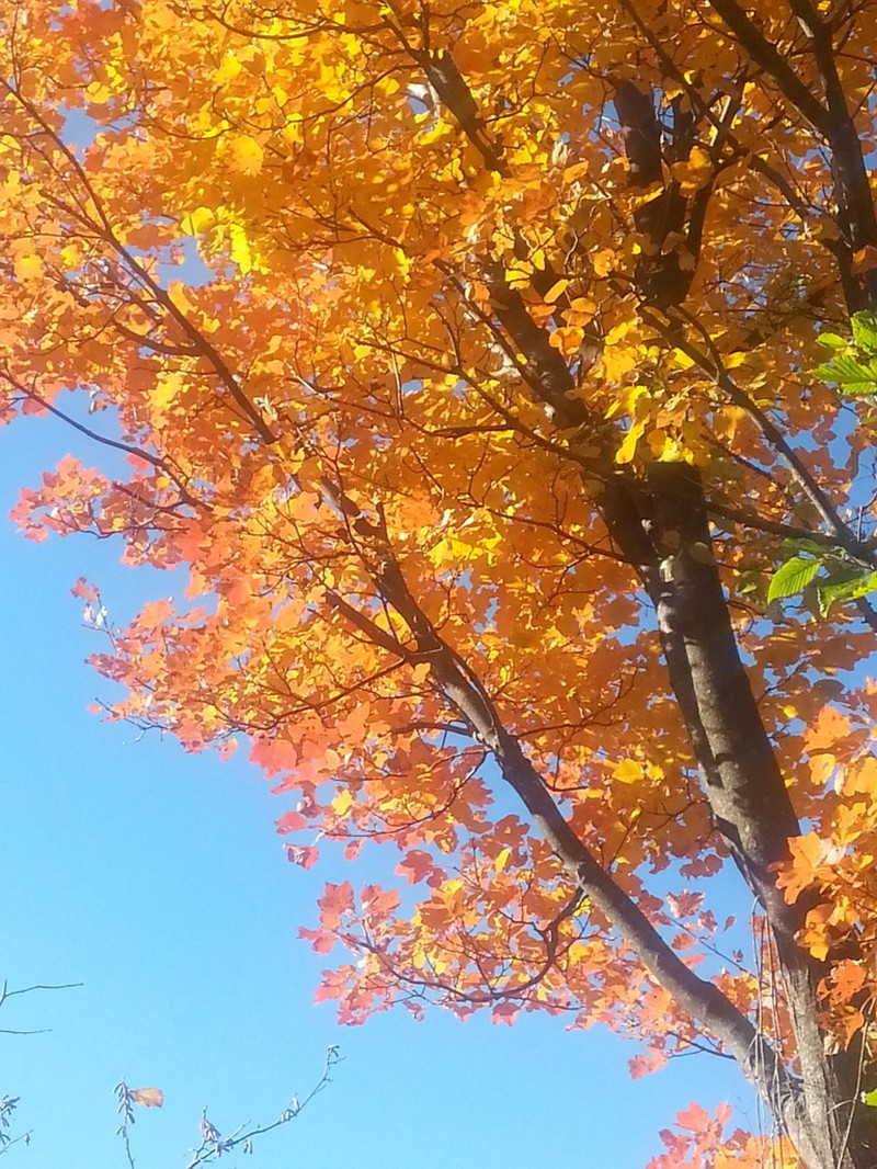 Acer opalus photo 4