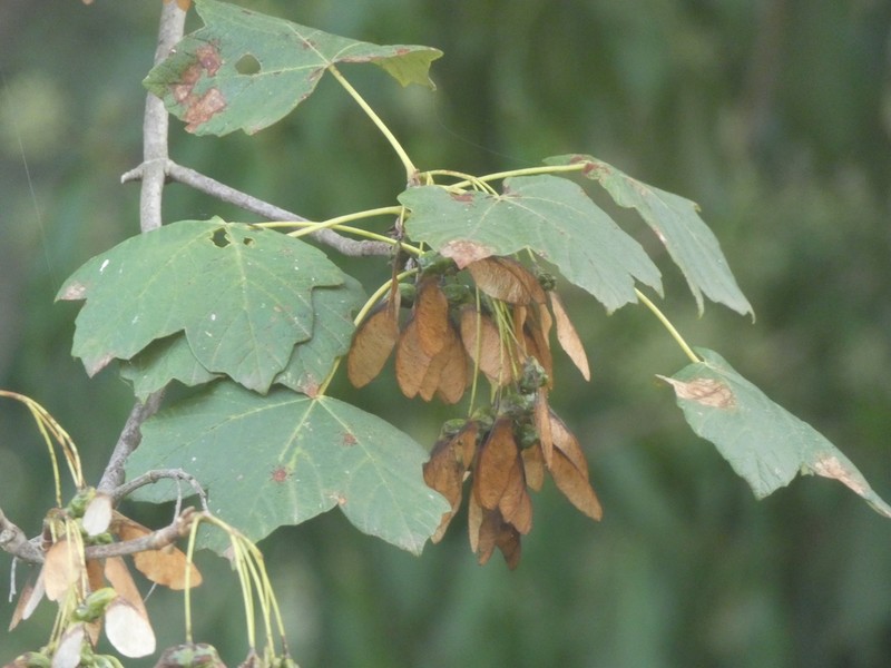 Acer opalus photo 5