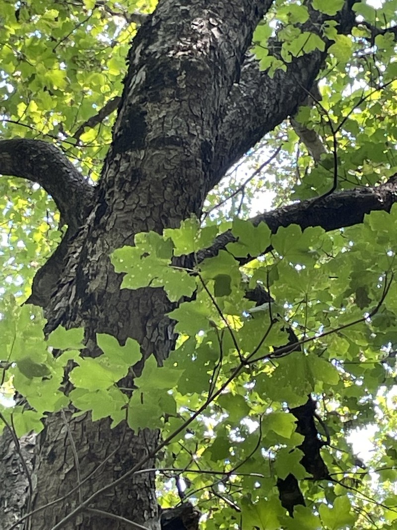 Acer opalus photo 6