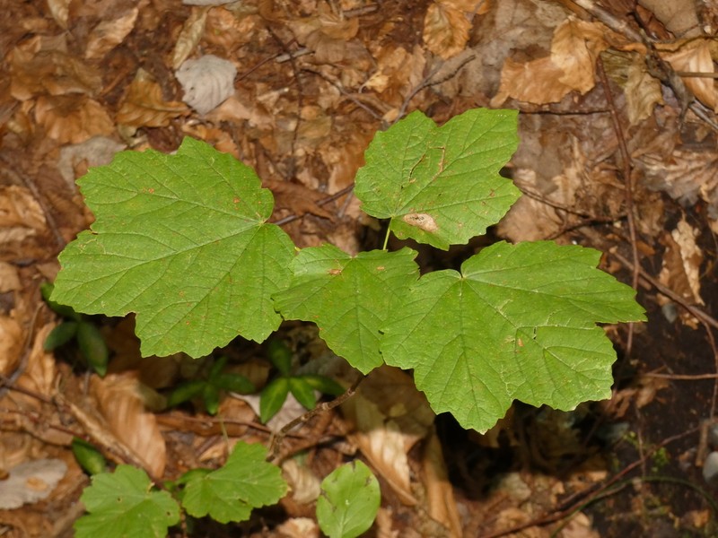 Acer opalus photo 7