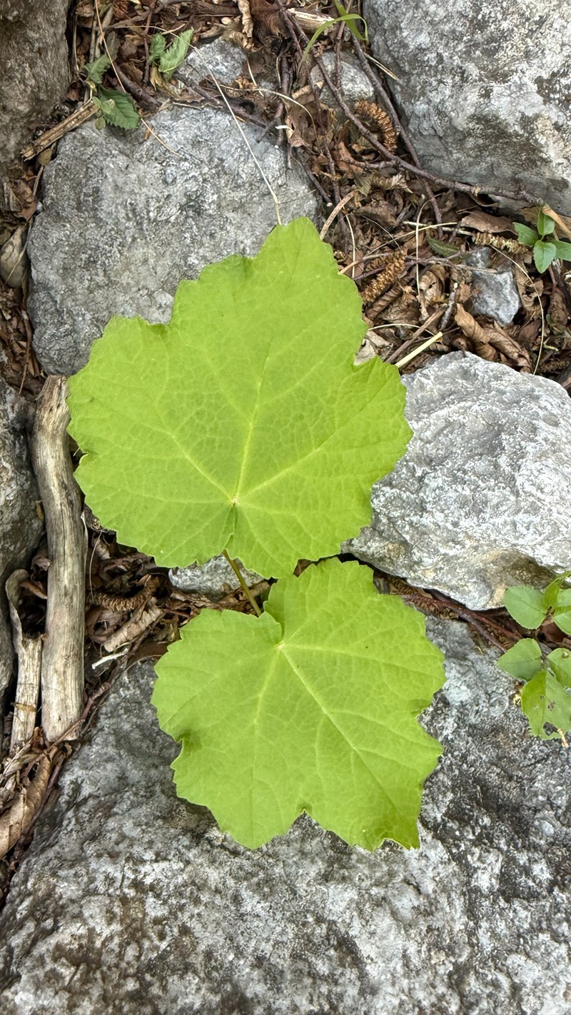 Acer opalus subsp. obtusatum photo 2