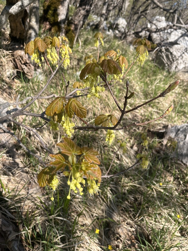 Acer opalus subsp. obtusatum photo 3