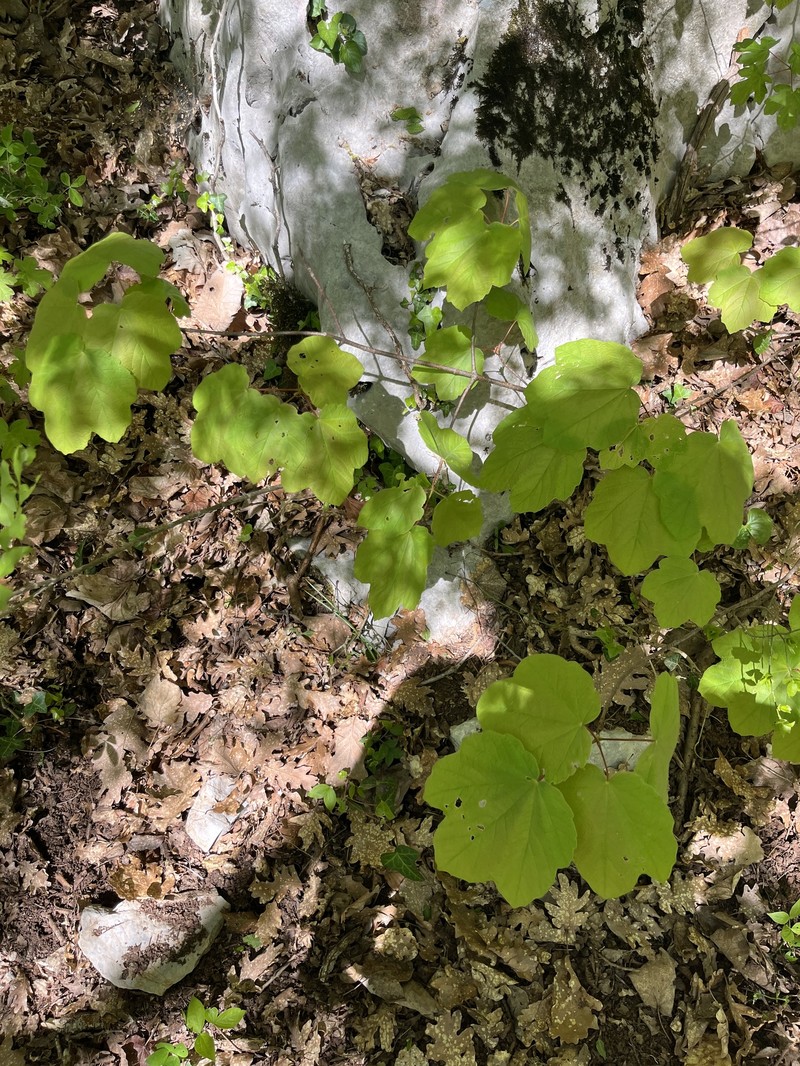 Acer opalus subsp. obtusatum photo 4