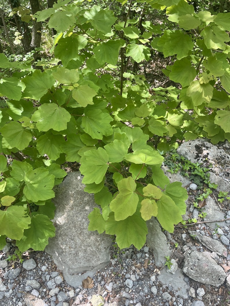Acer opalus subsp. obtusatum photo 5