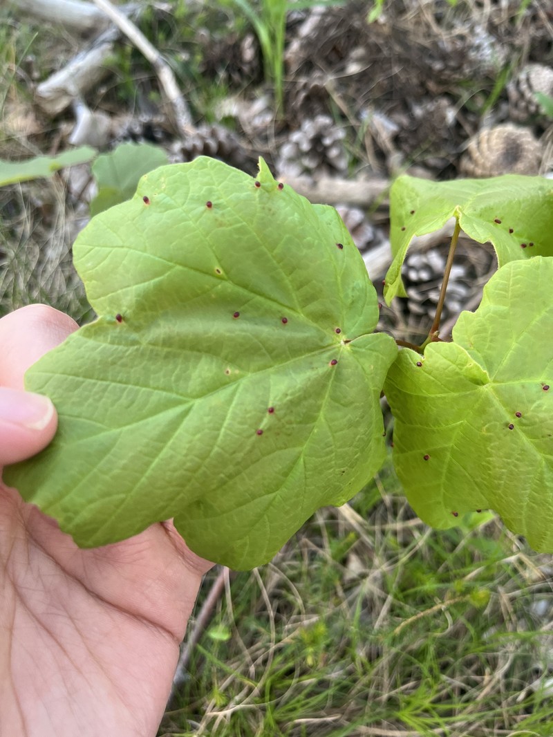 Acer opalus subsp. obtusatum photo 6