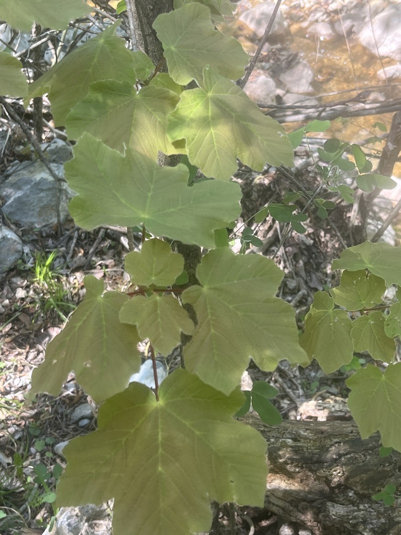 Acer opalus subsp. obtusatum photo 7