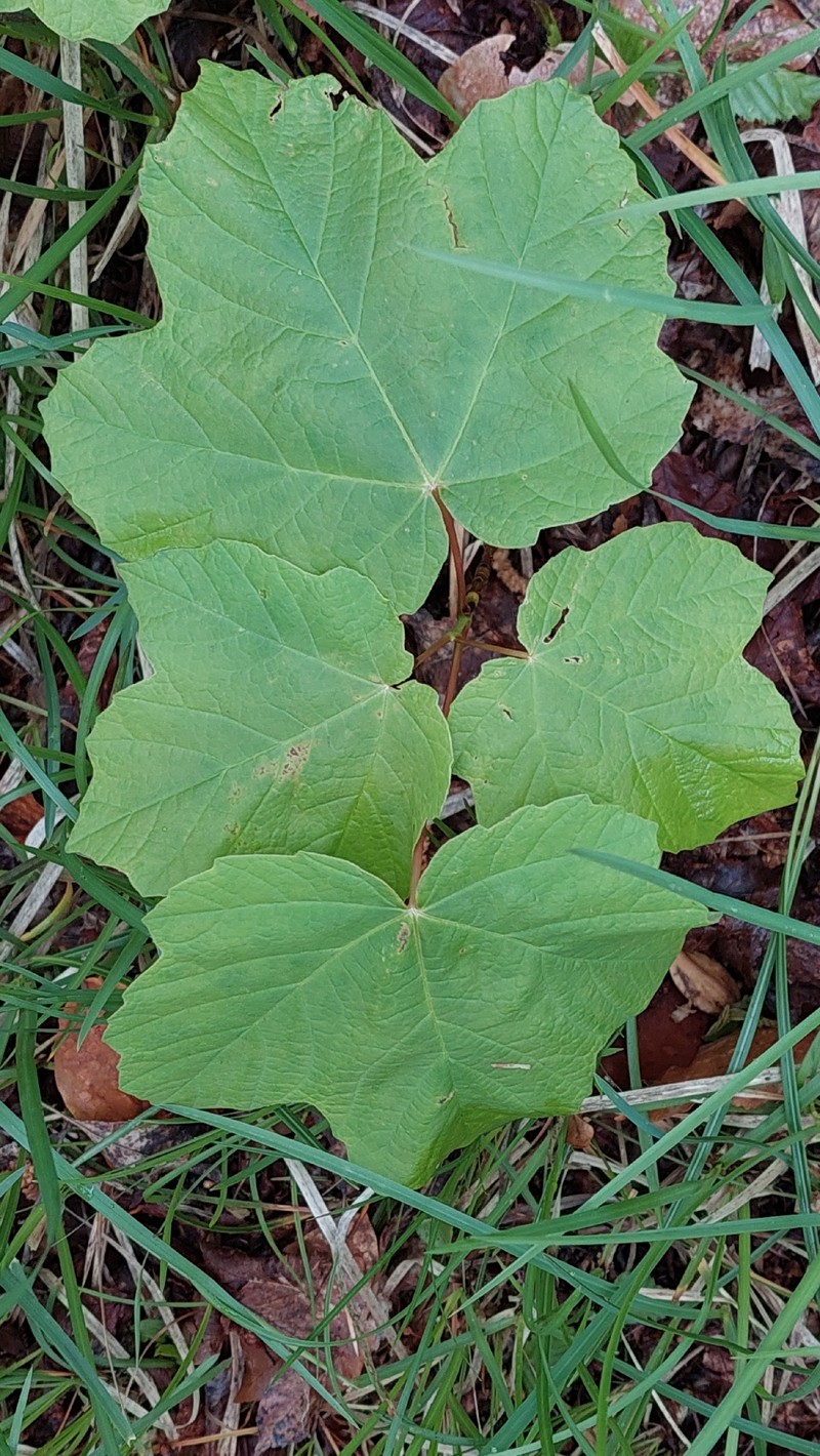 Acer opalus subsp. obtusatum photo 8