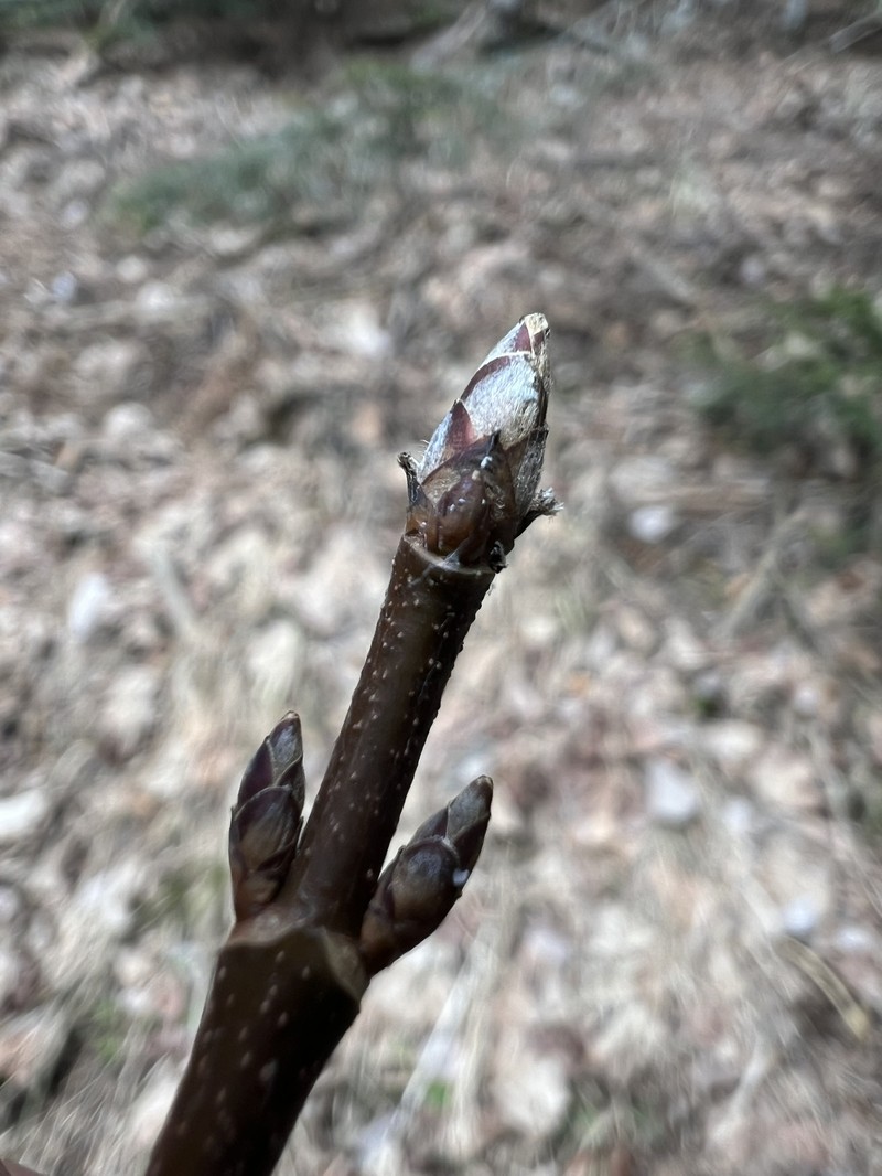 Acer opalus subsp. obtusatum