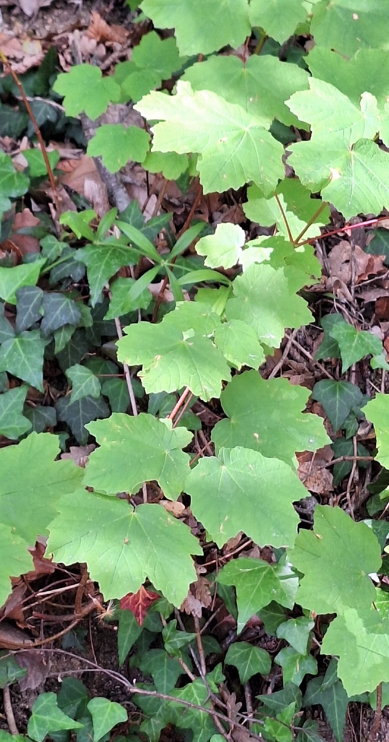 Acer opalus subsp. opalus