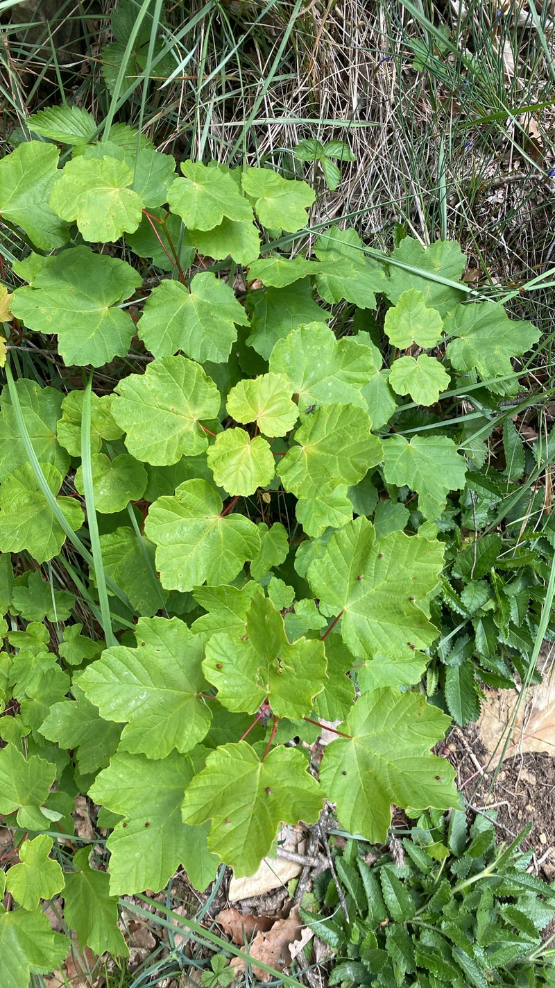 Acer opalus subsp. opalus photo 2