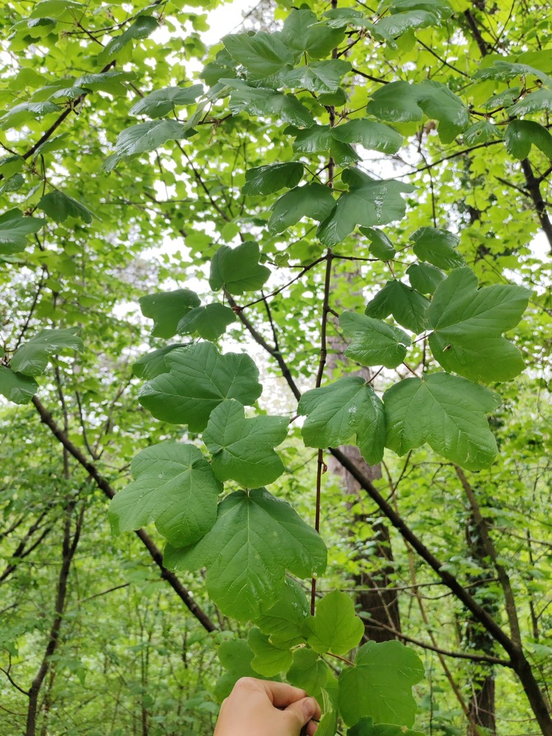Acer opalus subsp. opalus photo 3