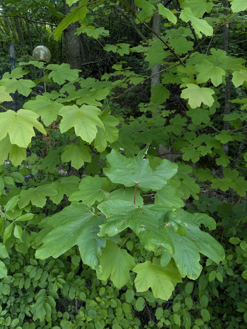 Acer opalus subsp. opalus photo 4