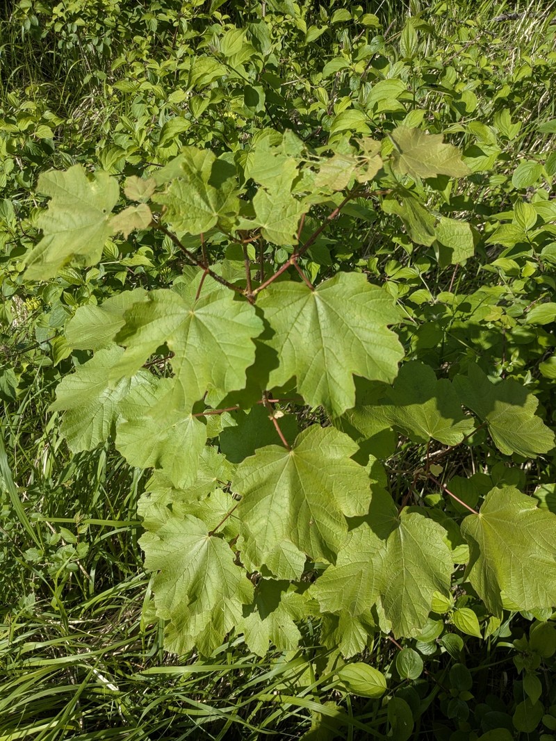 Acer opalus subsp. opalus photo 5