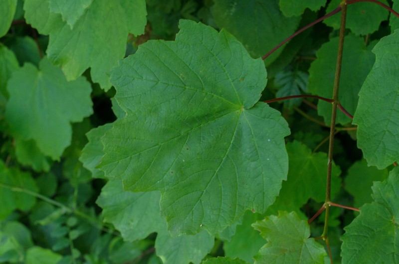 Acer opalus subsp. opalus photo 6