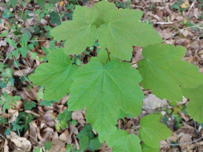 Acer opalus subsp. opalus photo 7
