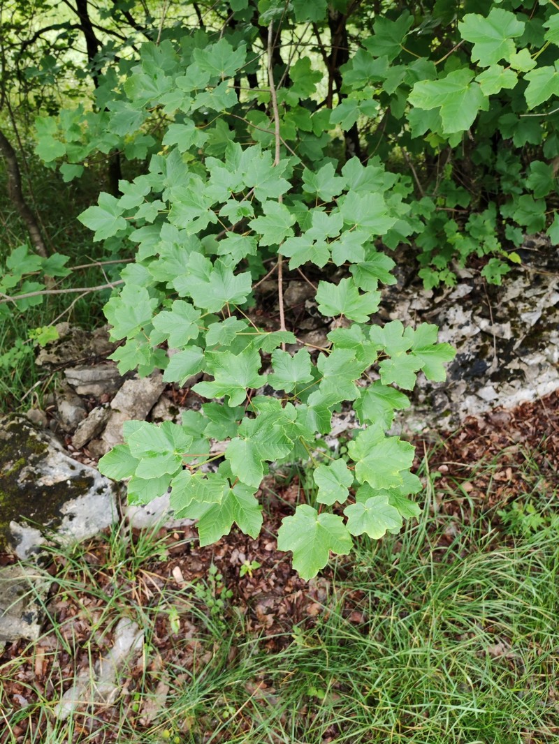Acer opalus subsp. opalus photo 8
