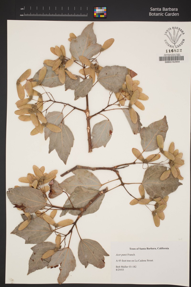 Acer paihengii photo 3